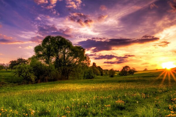 There are a lot of dandelions in the meadow next to the trees