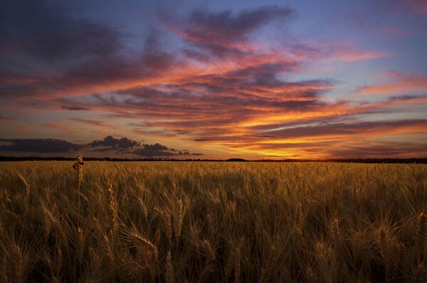 Evening clouds over the field