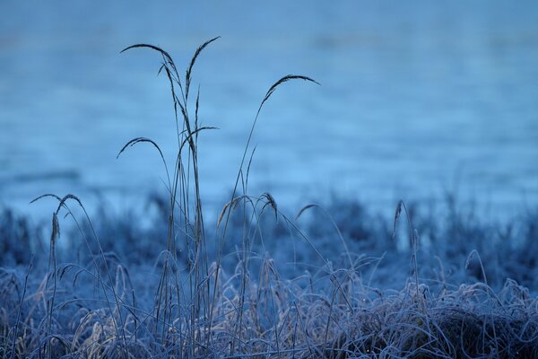 Irreal hermosa foto de la vegetación y en el lago Dali