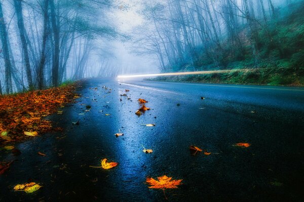 Märchenhafter Herbst. Regen im Nebel