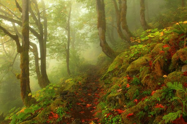 Imagen del bosque de otoño piedras niebla