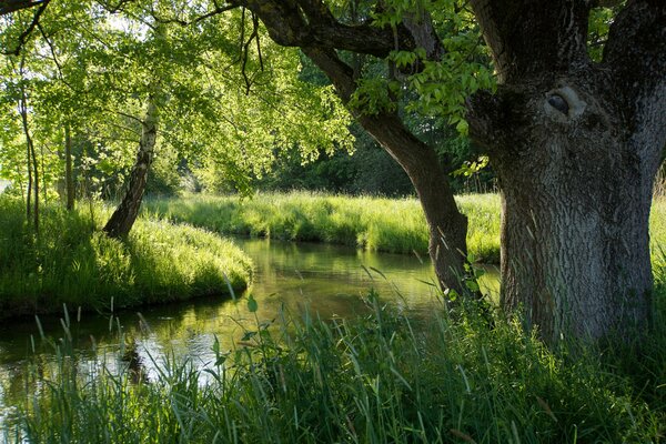 Summer forest around the river