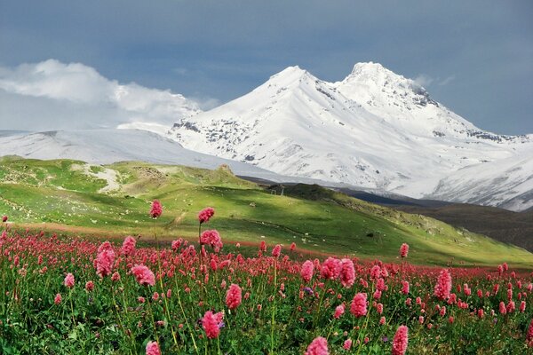 Blühende Wiese vor dem Hintergrund der schneebedeckten Hüten der Berge