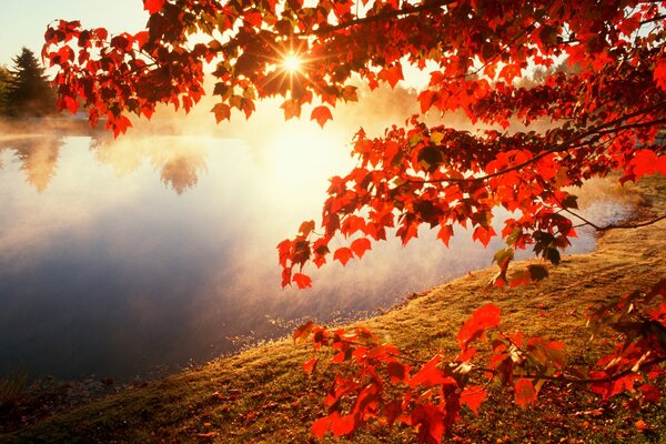 Feuilles rouges sur un arbre en automne au-dessus de la rivière