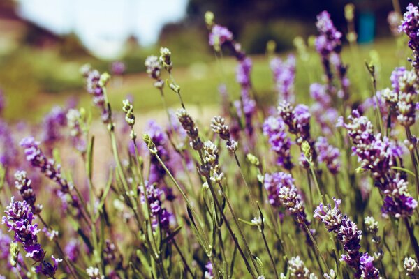 Fiori di lavanda che crescono nel prato