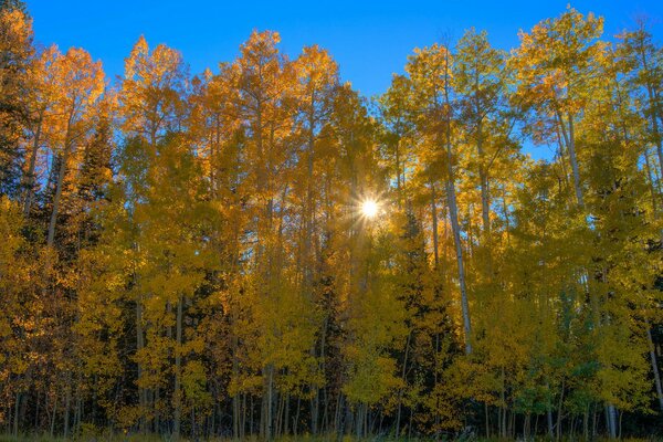 The sun peeks through the autumn foliage of the trees