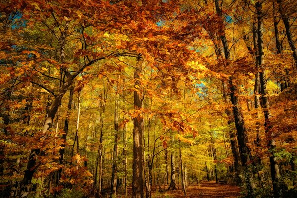 Bosque de otoño con follaje amarillo y naranja