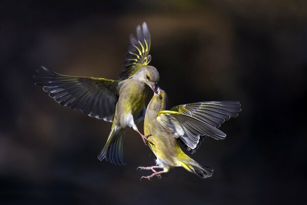 Two birds in flight