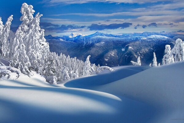 Boule de neige blanche duveteuse enveloppé les montagnes et les arbres