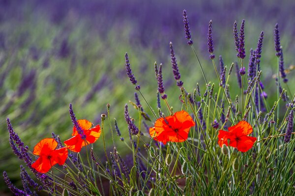 Lavanda e papaveri crescono accanto sul prato