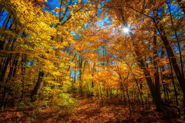 Soleado día de otoño en el bosque