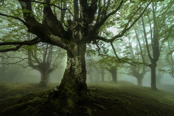 A gloomy forest in the fog