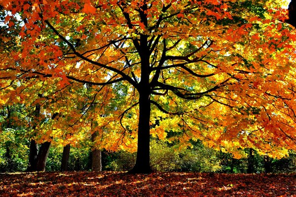 Imagen de un colorido árbol de otoño