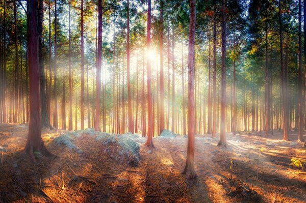 Soleggiato foresta alberi natura