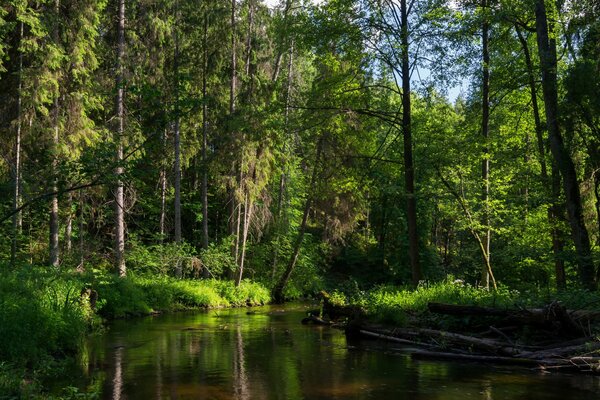 Mischwald und Fluss im Sommer