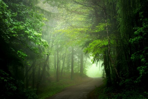 Brouillard épais dans la forêt