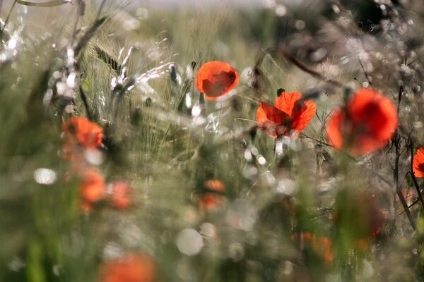 Dew drops on poppy flowers