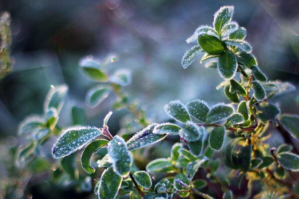 Al mattino, le foglie delle piante sono coperte di brina