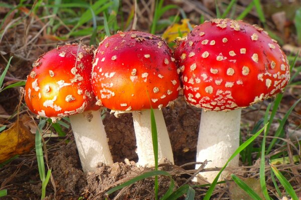 Three bright fly agarics in the grass