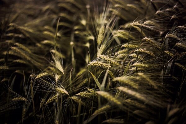 Rye field in the sun