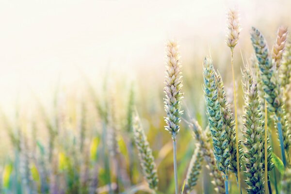 It s sunny in the field. Wheat is growing