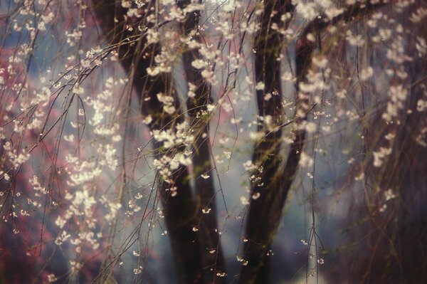 Bild einer blühenden Frühlingskirsche, weiße Blüten auf einem Baum