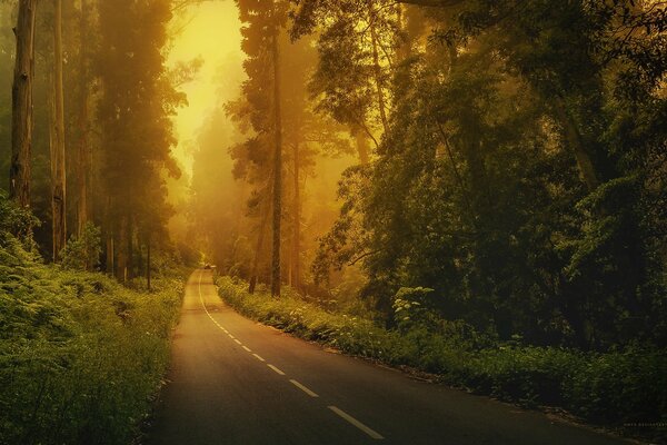 Voiture sur une route brumeuse dans la forêt