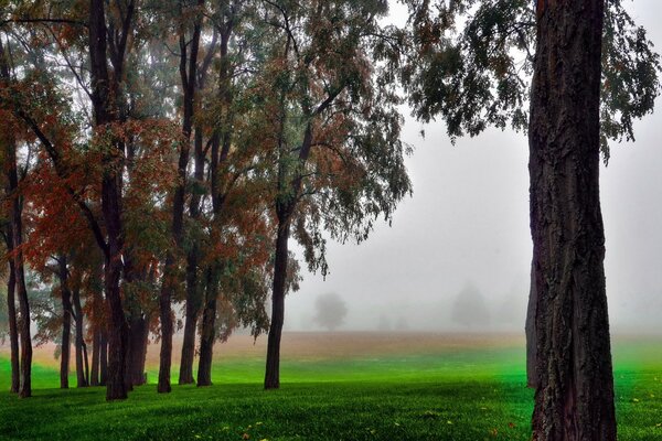 Fog over the grass on the autumn field