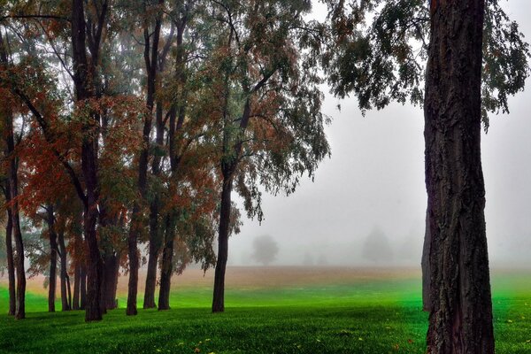 Nebbia sull erba in un campo autunnale