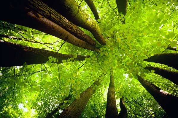 I tronchi degli alberi vanno nel cielo