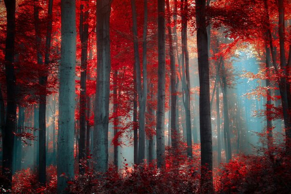 Red vampire forest. Fear