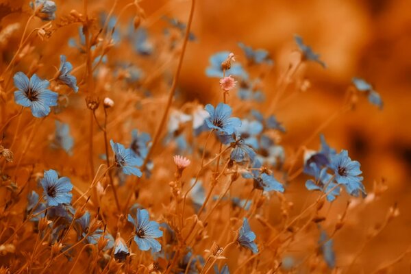 Blue flowers on a wheat background