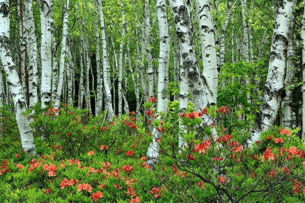 Bosque con abedules y hermosos árboles