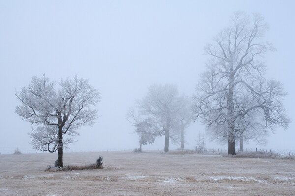 Alberi nel deserto avvolti dalla nebbia