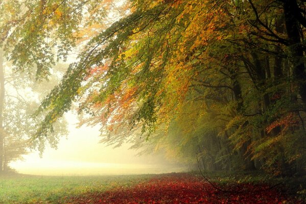 Colorful autumn in the morning in the forest