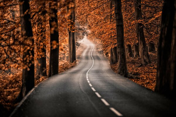 The road in the forest between the trees