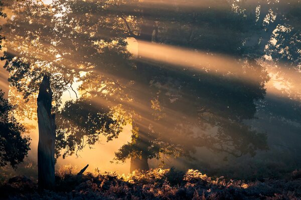 Schöne Dämmerung im Wald mit durchdringenden Sonnenstrahlen