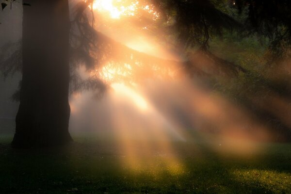 Die Natur im Nebel wacht im Morgengrauen auf