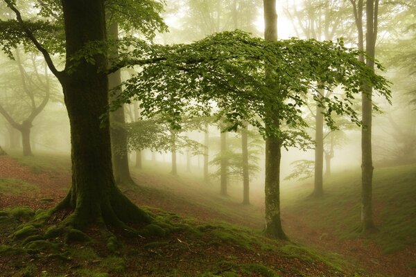 Mattina nebbiosa. Alberi nella foresta