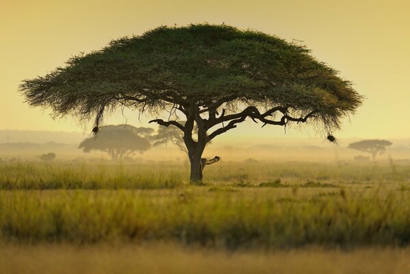 Ein Baum mit einem dachförmigen Laub in Afrika