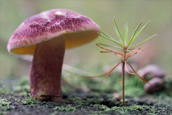 Pink mushroom and moss