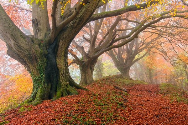 Mächtige Eiche im Herbstwald