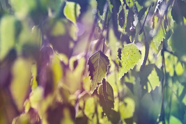 Blätter von Bäumen in der Sonne