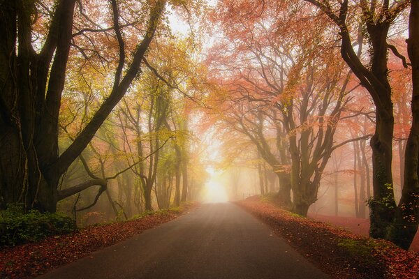The road through the autumn foggy park
