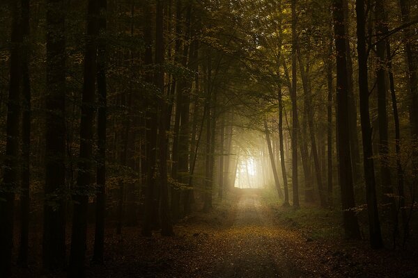 Herbststraße im Wald