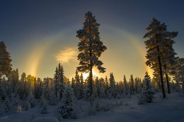 Forêt enneigée d hiver de Norvège