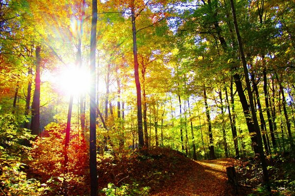 Wanderweg im sonnigen Herbstwald