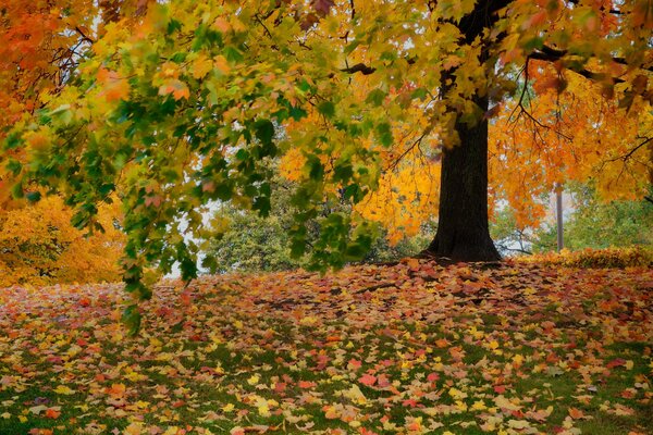 Purpurrotes Laub im Herbstpark