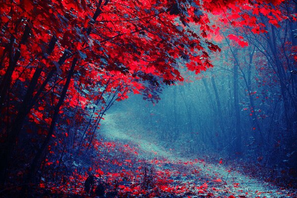 Feuilles pourpres recouvrent le sentier dans le parc