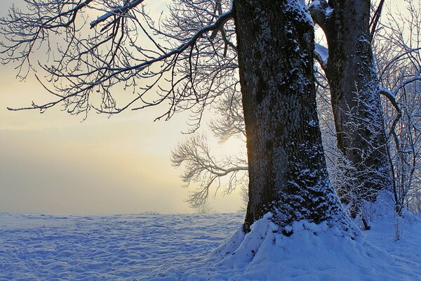 Árboles cubiertos de nieve. Noche de invierno